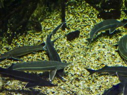 Haus des Meeres 4.02.2026